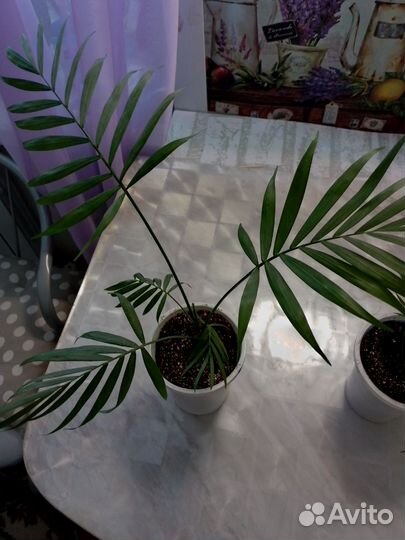 Пальма хамедорея