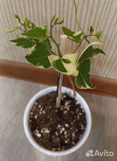 Крестовник Senecio
