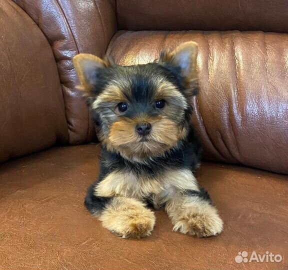 Йоркширский терьер