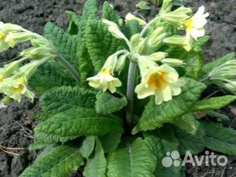 Примулы, астильба, хосты