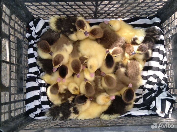 Продаюся суточные индоутята