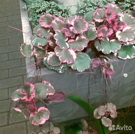 Камнеломка вариегатная, комнатная