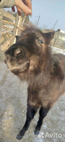 Шетлендские пони