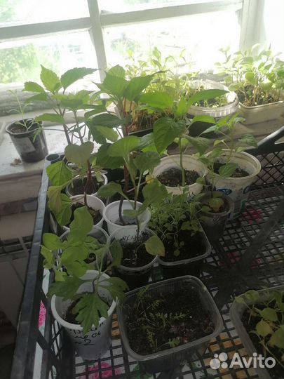 Рассада петунья, бархатцы, лаватера, георгины и тд