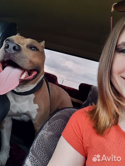 Американский стаффордширский терьер