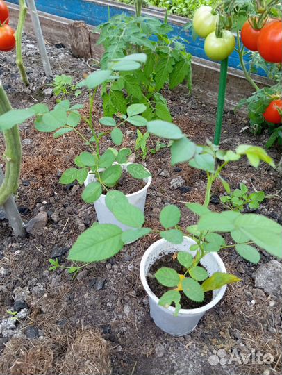 Роза плетистая