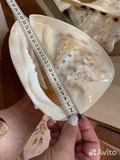 Ракушка морская большая