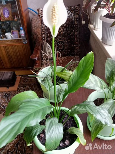 Комнатные растения