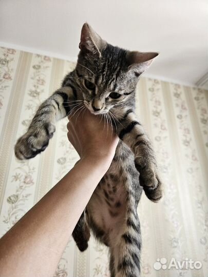 Отдам в добрые руки котёнка 3 месяца
