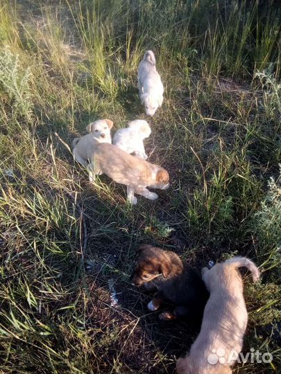 Щенки дворняжки бесплатно