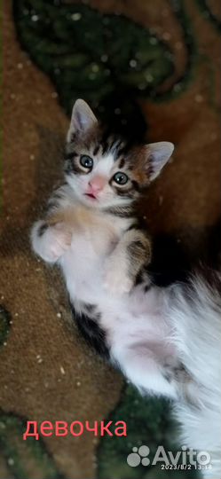 Котята в добрые руки