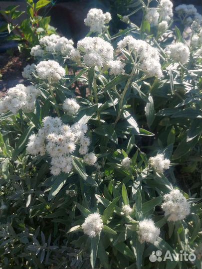 Многолетники для сада 2