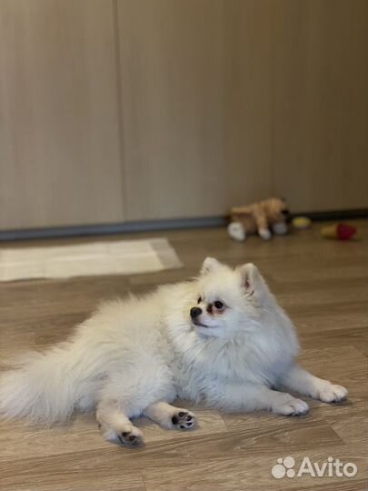 Случка шпиц