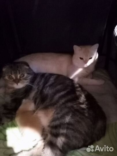 Шотландский кот вязка