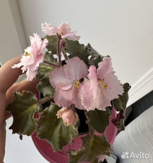 Фиалка сортовая Rob's Sarsparilla