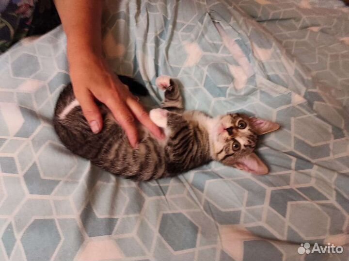 Котёнок в добрые руки Бесплатно