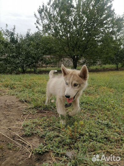 Щенки хаски