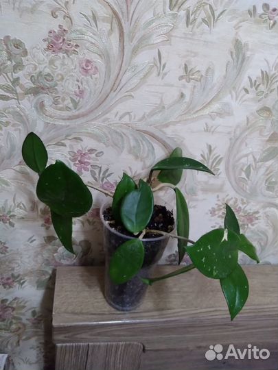 Хойя карноза