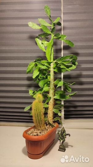 Цветок в оригиналном горшке