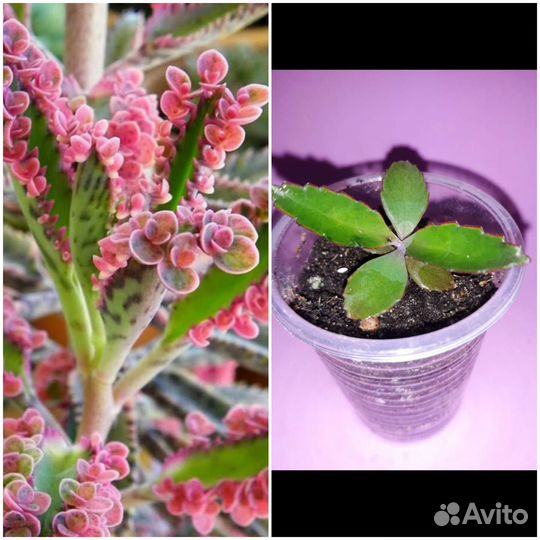 Суккуленты часть 2