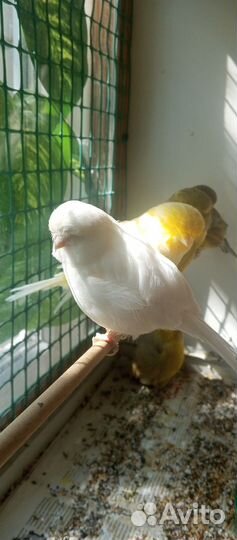 Канарейки глостер, норвич, крестед, красный мозаик