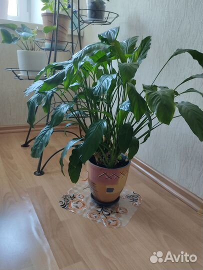 Продам цветы комнатные