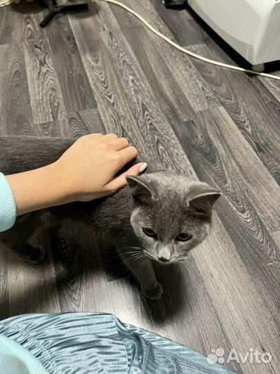 Кошечка в добрые руки