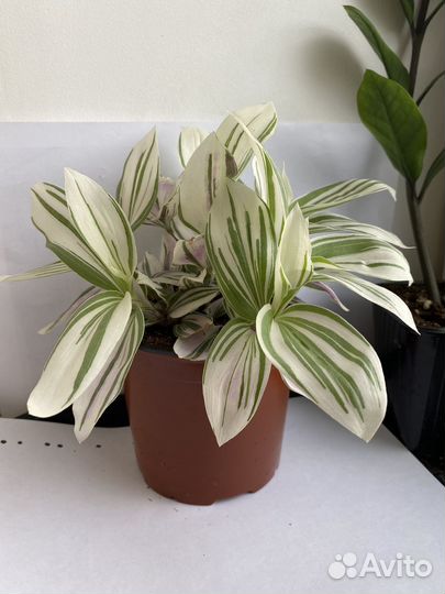 Традесканция