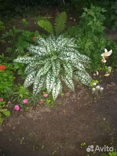 Медуница. Многолетник