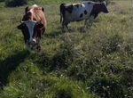 Корова высокоудойная