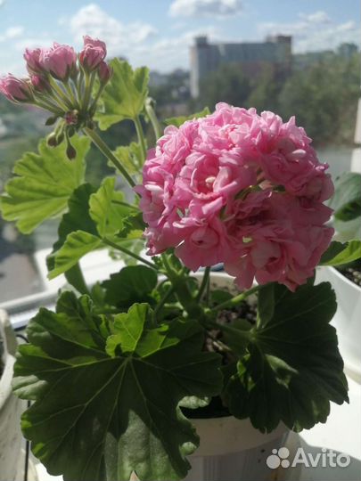 Пеларгония, герань розебудная