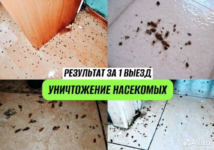 Травить тараканов. Уничтожение клопов. Дезинфекция