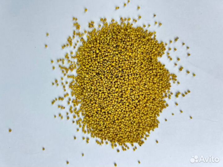 Горчица Желтая / Семена горчицы