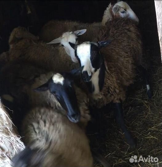 Ягнята,ярки,овцы