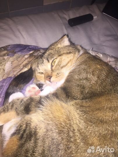 Отдам в добрые руки, нежная ласковая