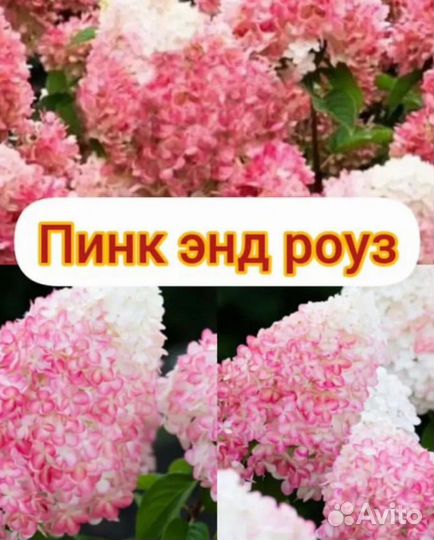 Гортензия метельчатая