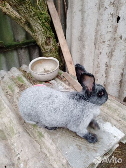 Молодняк кролики