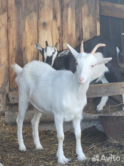 Коза молодняк