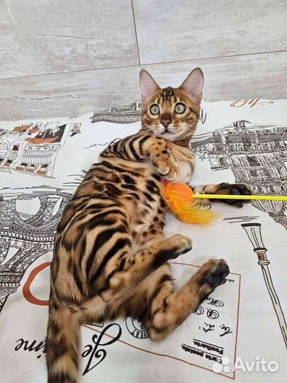 Передержка животных зооняня