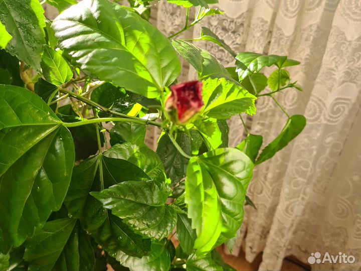 Гибискус китайская роза большой