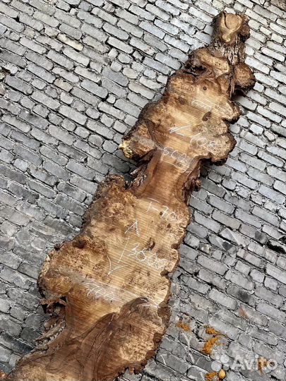 Слэб гигант капового горного тополя