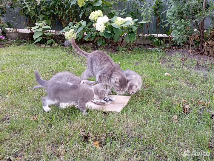 Отдам в добрые руки