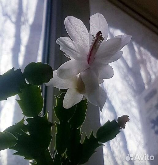 Цветок декабрист разный