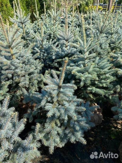 Ель голубая супер блю сидлинг