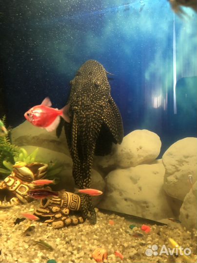 Парчовый сом