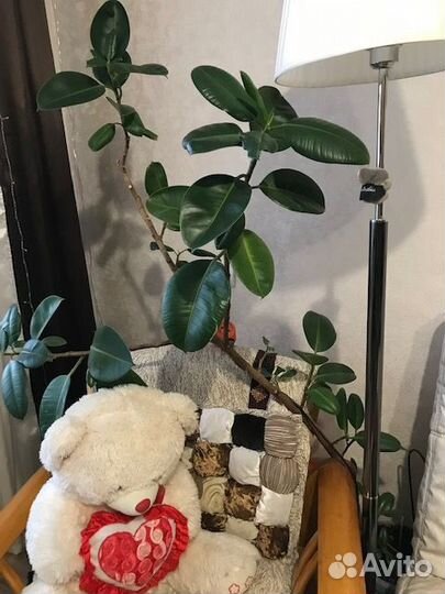 Фикус каучуконосный большой