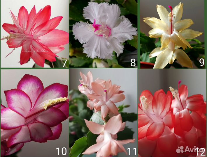 Шлюмбергеры(декабристы) сортовые