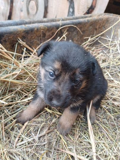 Продажа щенков немецкой овчарки