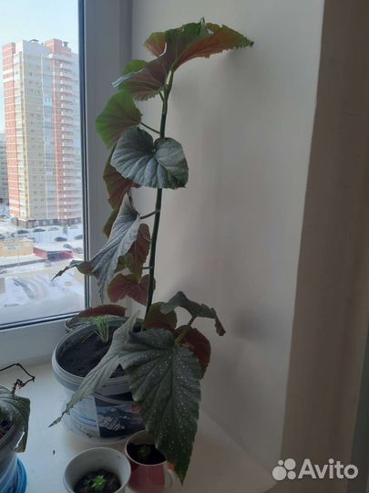 Комнатные цветы