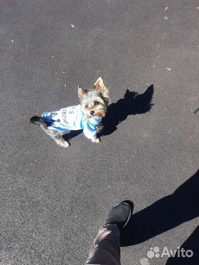 Собака для вязки